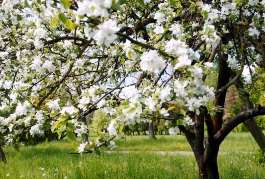 과수원길(왈츠&스윙)